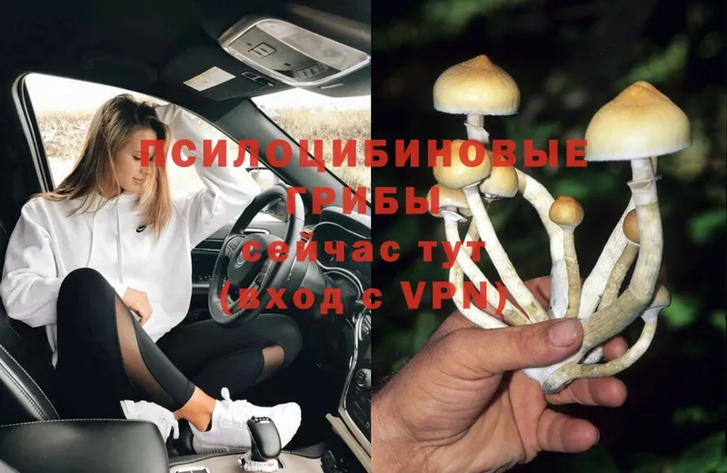 блэк спрут ссылки  Советская Гавань  Галлюциногенные грибы Magic Shrooms 